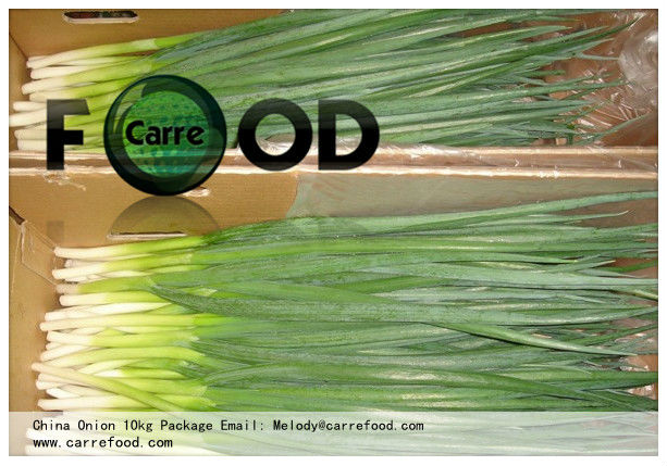 Green Chinese onion OWN FARM 10kg