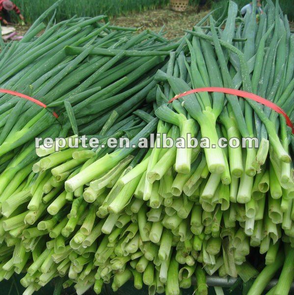 2012 Popular Chinese Dehydrated (AD) All Green Shallot