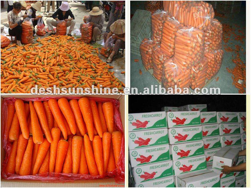 Top Quality Chinese 2012 new crop carrot