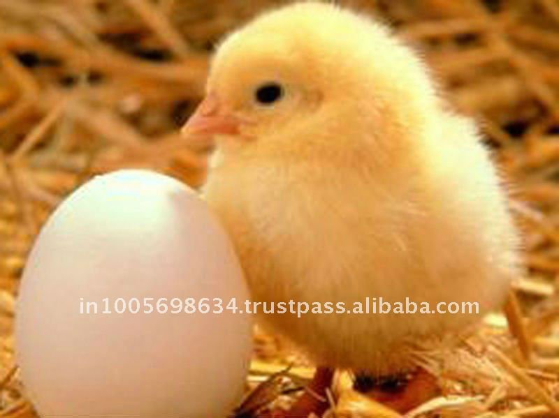 Fertile Hatching Eggs