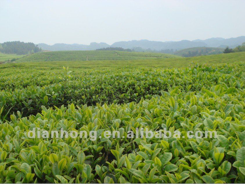 Yunnan dianhong fermented F8525 (shucha)puer tea cake
