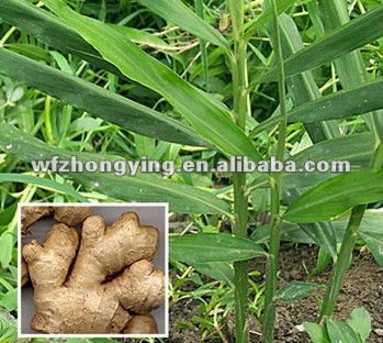 new crop half air dry ginger for sale