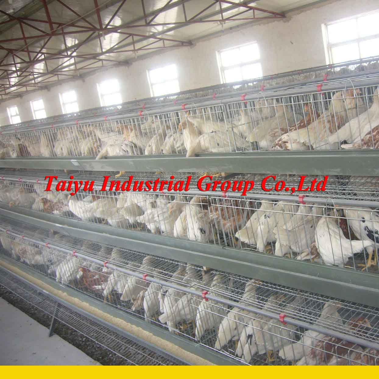 Breeding Chicken Battery Cage for poultry farm (design,hopper ...