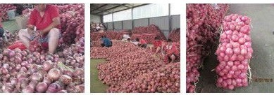 2014 fresh red onion corp export