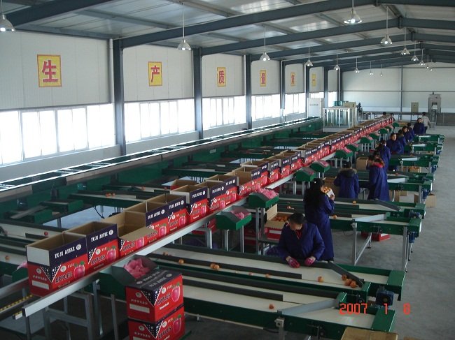 orange opto-electronic grading line