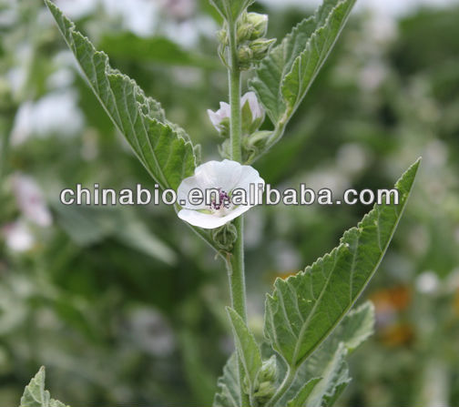 Marshmallow Extract/Hollyhock Extract from GMP manufacturer