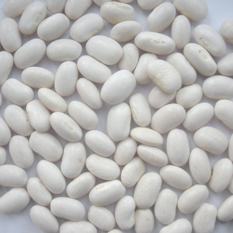 Navy / Pearl White Beans