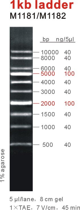 1kb ladder