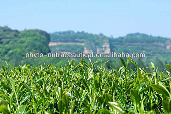 Green Tea Powder Extract