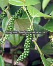 bulk quantity BLACK PEPPER with cheap price