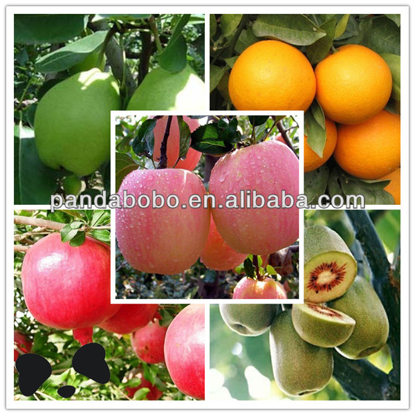 cold storage red delicious apple fruit from Gansu