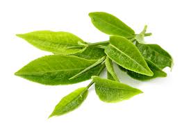 Catechin powder green tea extract