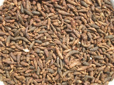 Hasil gambar untuk cyperi rhizoma