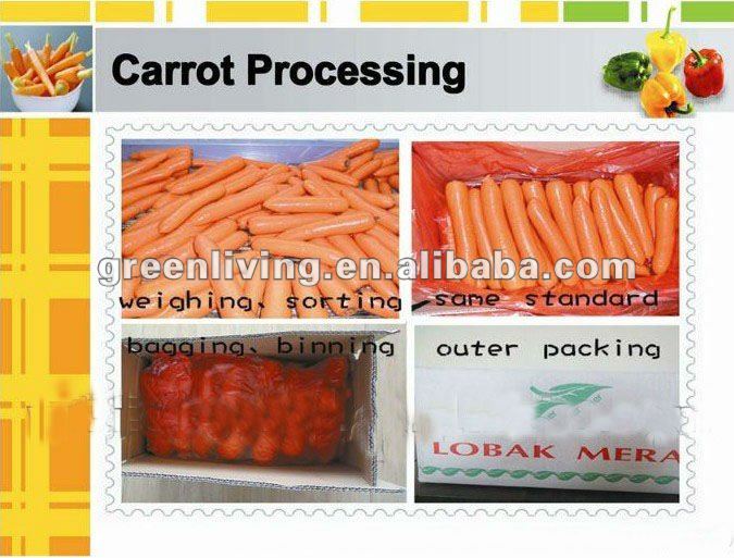 Fresh washed carrot of 100g-150g,150g-200g,200g & up