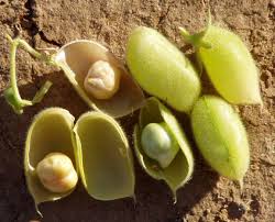 Flavored Chickpea /Chick pea, OU kosher, HALAL, HACCP, BRC.