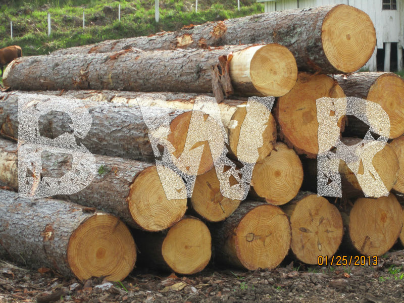 Pine Logs - Large Diameter 6 - BWR - small
