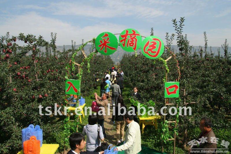 NEW arrival best quality red delicious Chinese apple in 2011/fresh red sweet juicy huaniu apple