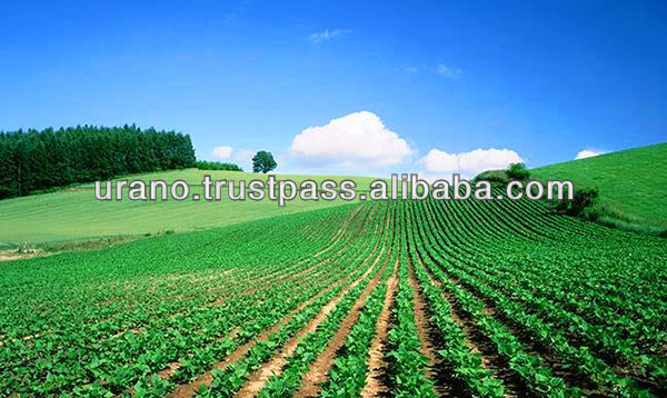 three years shelf life/light red kidney beans/popular in Japan