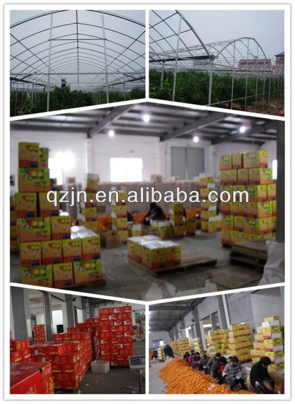 fresh valencia oranges for sale