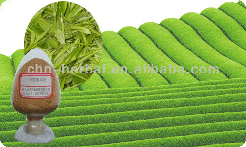 Terrific Quality powdered green tea extract plant extract/green tea powder