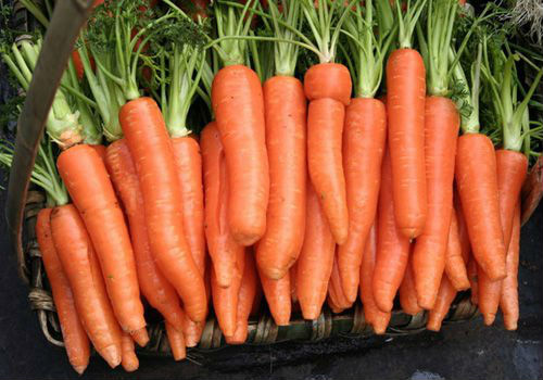 specifications of fresh carrots