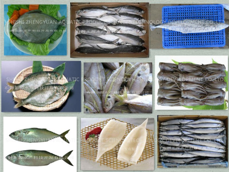 Frozen Bonito Tuna for Making Cans