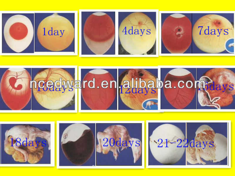 Cheapest automatic advanced broiler eggs for hatching with CE passed 