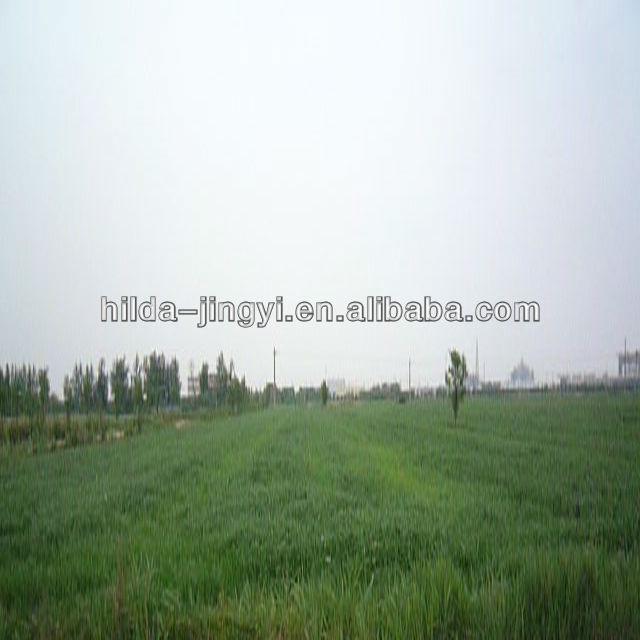 Certified organic barley grass powder/young barley leaves powder/barley seedling powder 200mesh