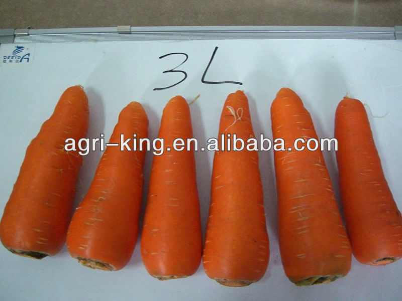 Fresh red carrot new havested in 2013