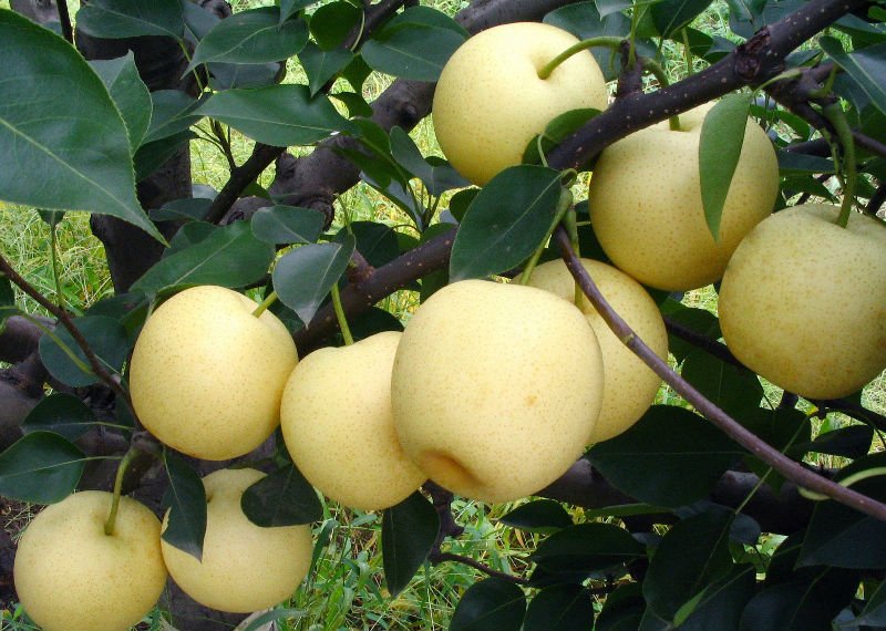 fresh fragrant pear
