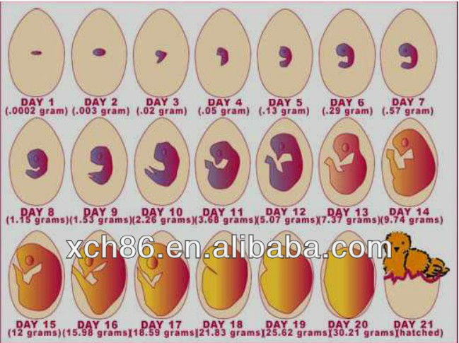 Easy to Operate Chicken Egg Incubator Egg Machine Chicken, View egg 