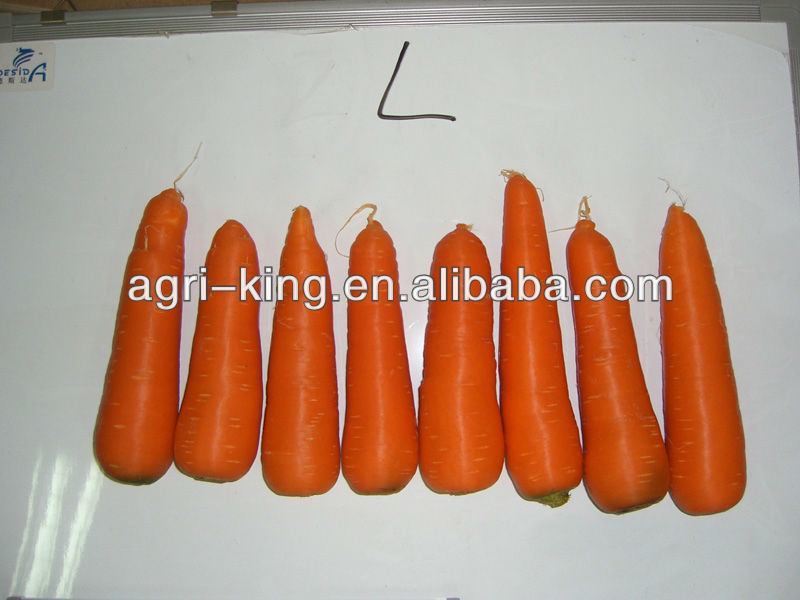 Fresh red carrot new havested in 2013