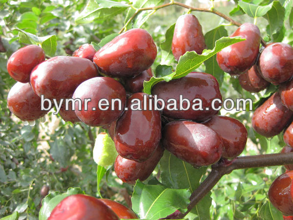 2014 new products Date