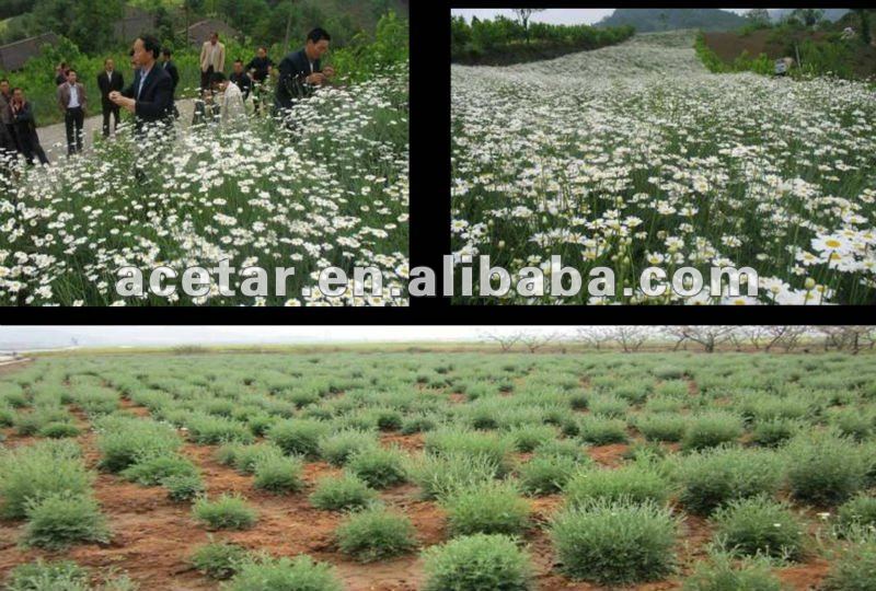 Pyrethrum Extract