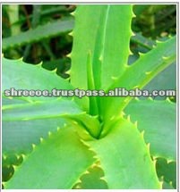 Best Aloe Vera Drinks