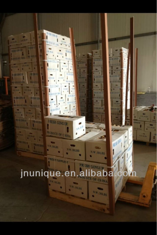 importers of spices yellow ginger crops/ plant tissue culture labs