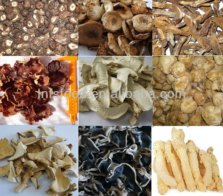 Dried wild butterscotch mushroom