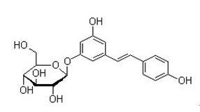 high quality polydatin polygonum cuspidatum root extract 8% 98% by HPLC