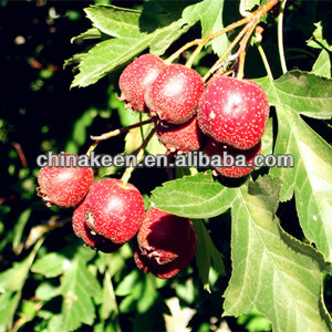 High Quality Hawthorn Extract/Fructus Crataegi Extract/ Haw Extract