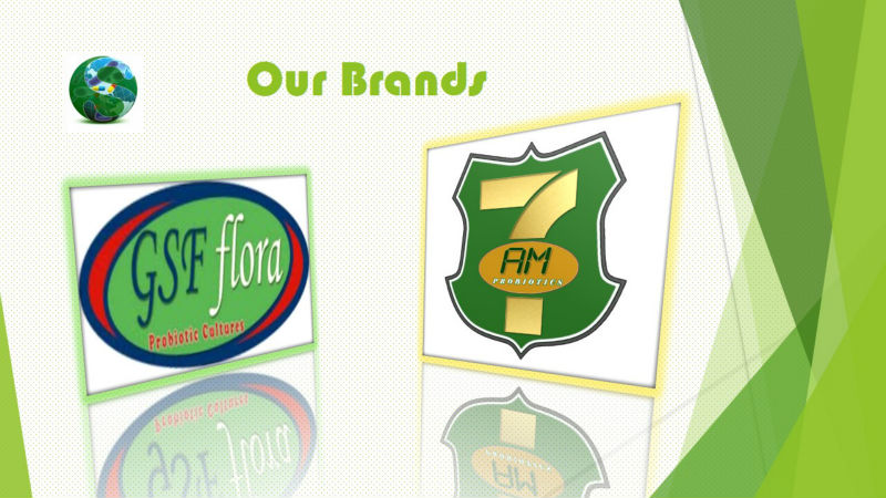 GSF Flora Rapid Yogurt Starter Culture