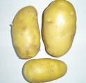 potato10