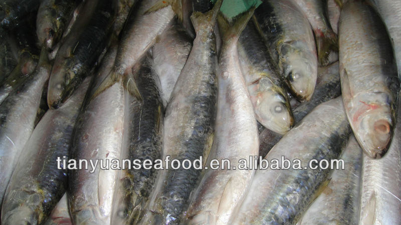 Fresh frozen sardine for can