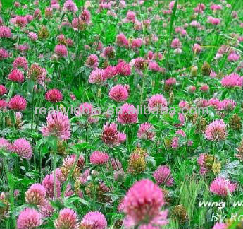 Natural Red Clover Extract 8%~40%Isoflavones