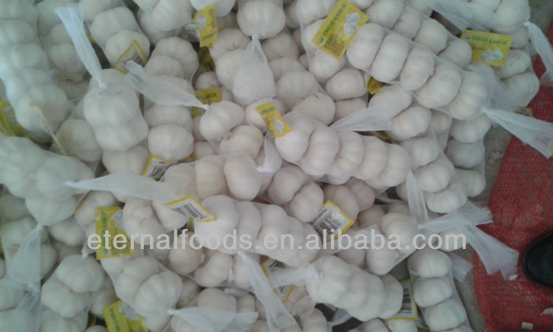 export pure white garlic to europe market