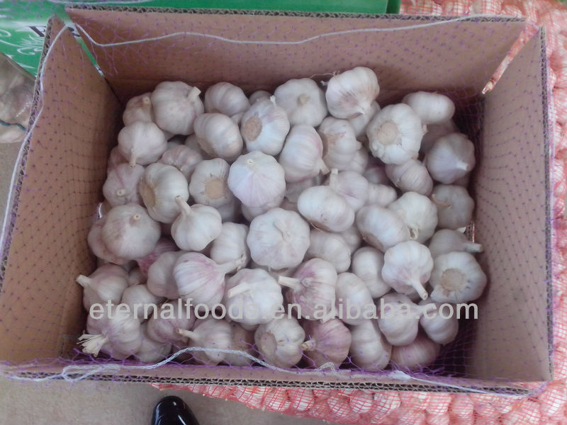 EXPORT fresh purple garlic