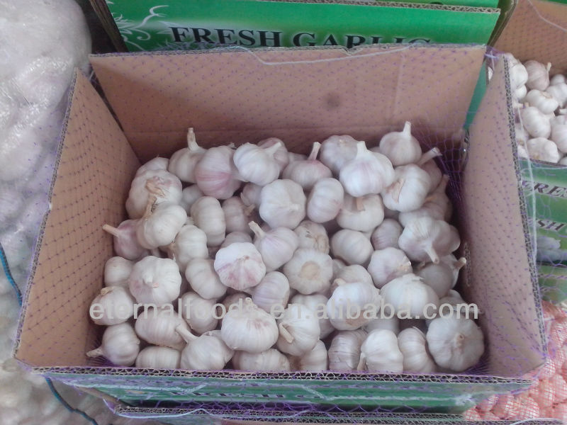 EXPORT fresh purple garlic