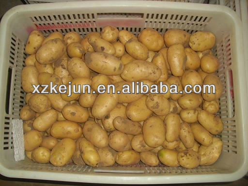 2013 Holland Potato With Good Price