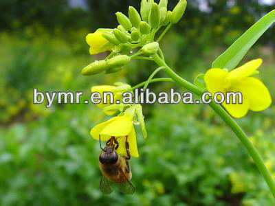 China yemen sidr honey