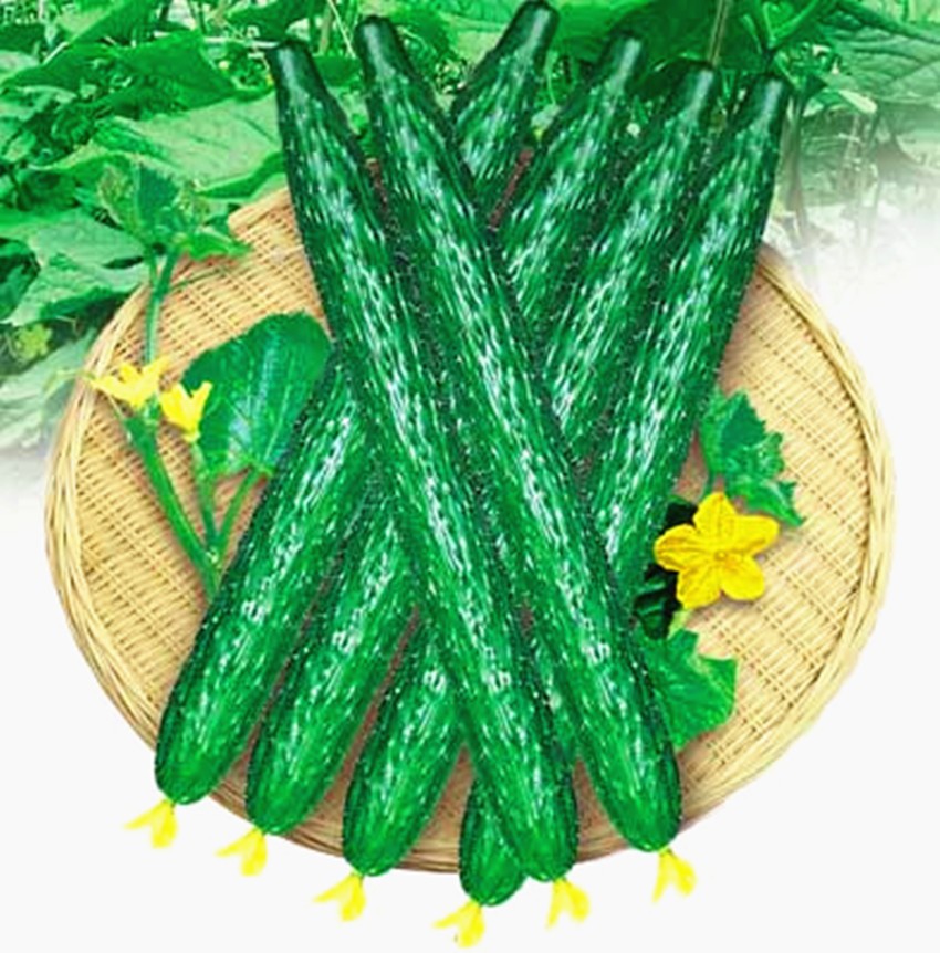 ucumis Sativus Cuke Seeds, Green vegetable 