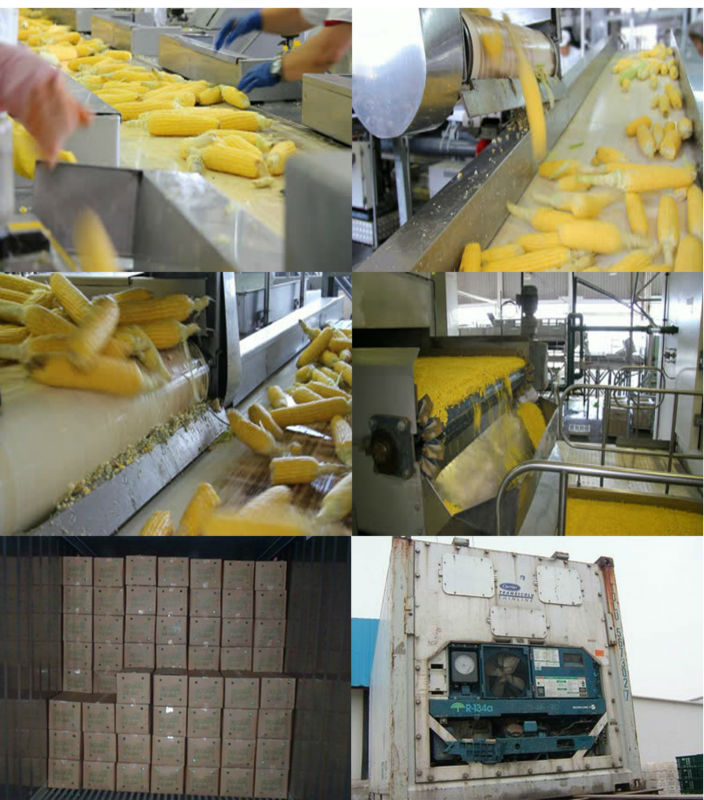 Frozen Sweet Corn Kernel